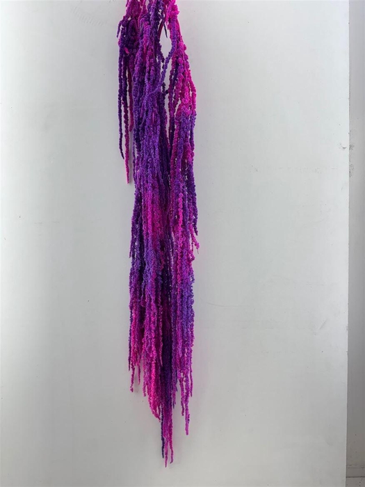 <h4>Pres Amaranthus Caud Neon Bunch Slv</h4>