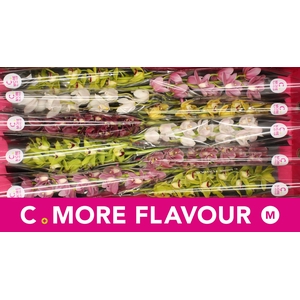 Mini cymbidium 'Mix 60 cm'