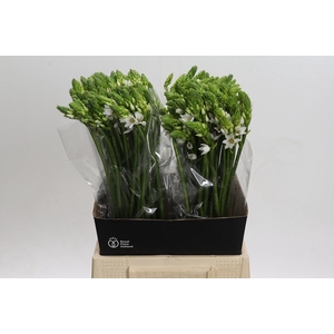 Ornithogalum Thyrsoides BIG WHITE