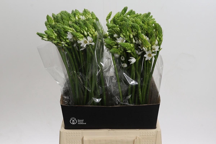 <h4>Ornithogalum Thyrsoides BIG WHITE</h4>