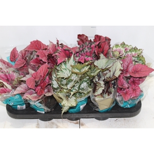 BEGONIA BELEAF P11 PO