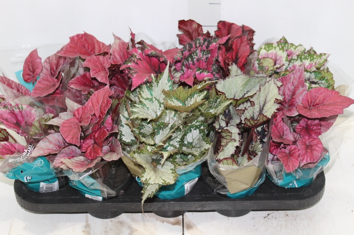 <h4>BEGONIA BELEAF P11 PO</h4>