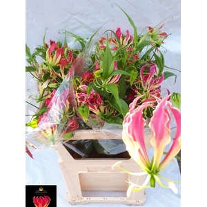 GLORIOSA EXOT PINK