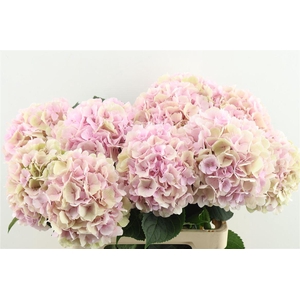 Hydr M Cl. Verena Pink 65-20