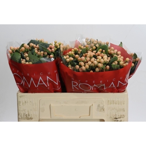 Hypericum Mellow Romance