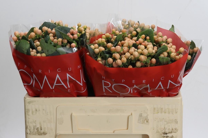 <h4>Hypericum Mellow Romance</h4>