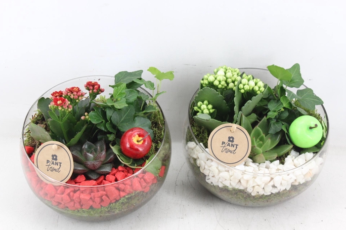 <h4>arr2 PL - Glas bol schuin - rood/wit</h4>