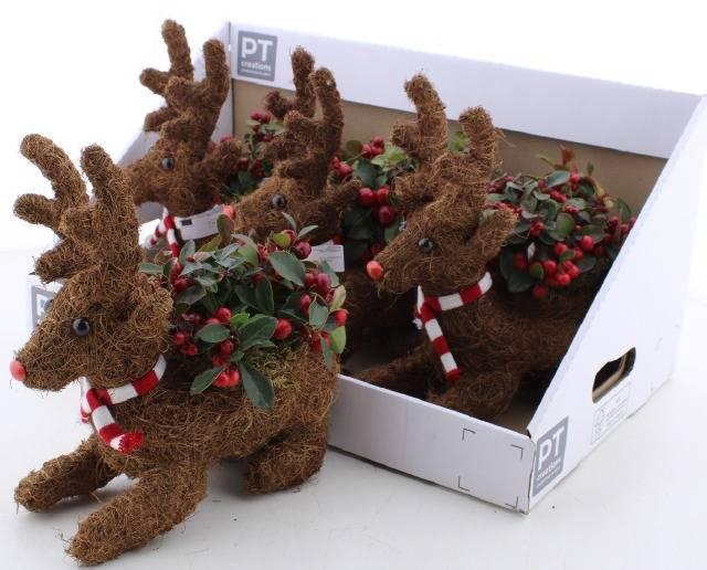 <h4>ARR TUINPLANTEN</h4>