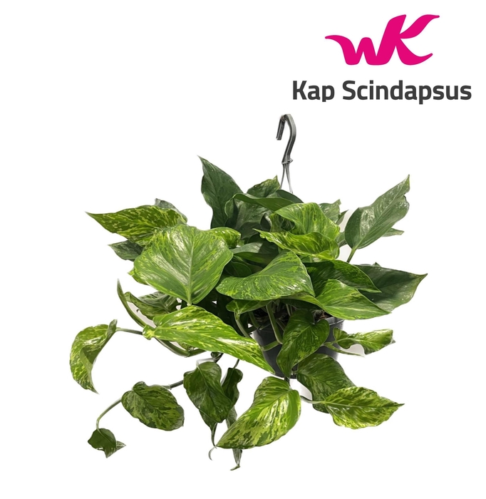 <h4>Epipremnum Marble Green Hang Teruggeknipt</h4>