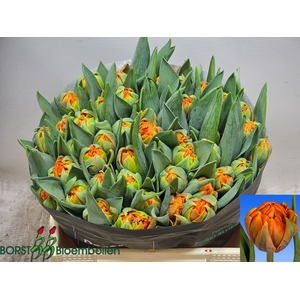 TU DU ORANGE PRINCES