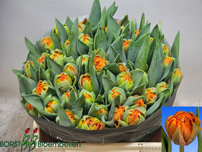 <h4>TU DU ORANGE PRINCES</h4>