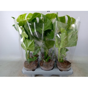 Monstera delic. 'Thai Constellatio'