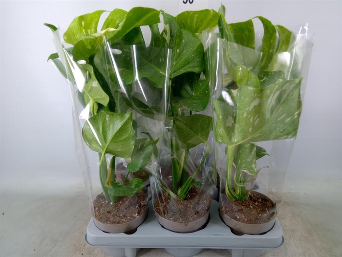 <h4>Monstera delic. 'Thai Constellatio'</h4>