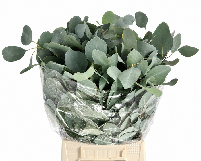 EUC. POPULUS KORT