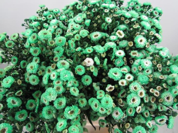 <h4>Ast G Groen</h4>
