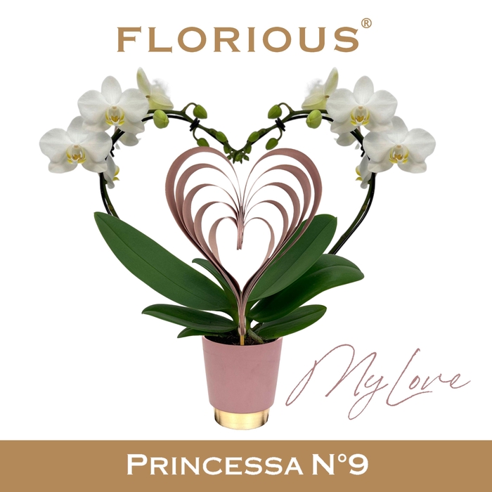 <h4>No9 Phalanopsis 2 Tak Wit "MY Love"</h4>