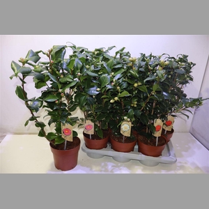 Came Gem 3 Kl