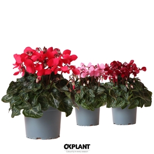 Cyclamen Djix mix