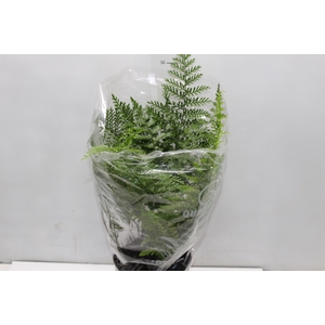 ASPLENIUM PARVATI P17