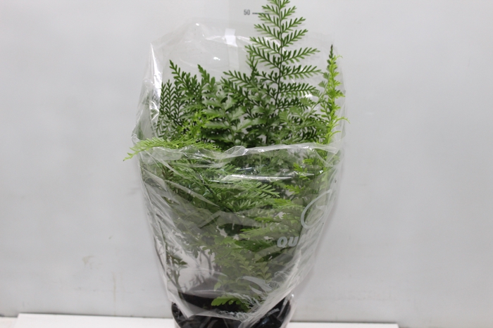 <h4>ASPLENIUM PARVATI P17</h4>