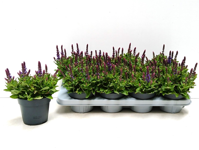<h4>SALVIA NE SE DP BLUE</h4>