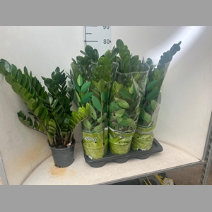 ZAMIO ZAMIIFOLIA