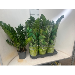 ZAMIO ZAMIIFOLIA