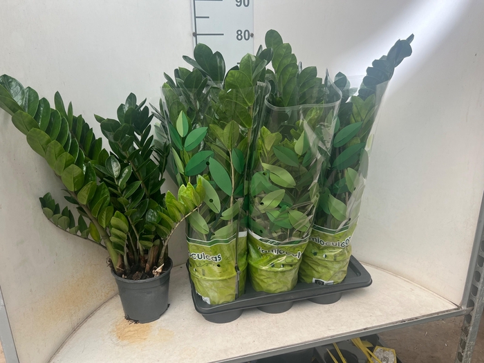 <h4>ZAMIO ZAMIIFOLIA</h4>