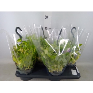 Tradescantia  'Yellow Hill'