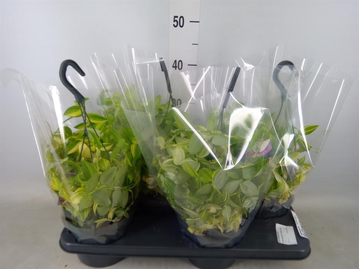 <h4>Tradescantia  'Yellow Hill'</h4>