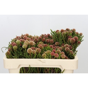 Kaaps Groen Brunia Fragarioides (Clusterstar)