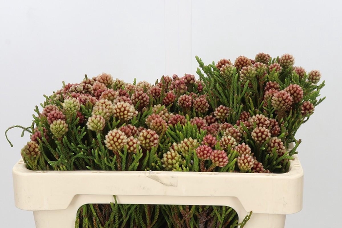 <h4>Kaaps Groen Brunia Fragarioides (Clusterstar)</h4>