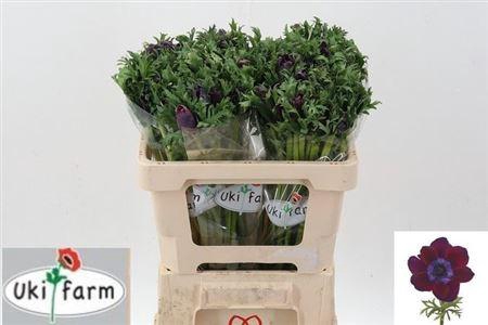 <h4>Anem Co Galil Bordea</h4>