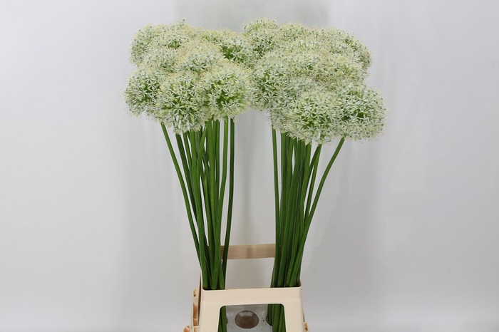 <h4>Allium Mount Everest</h4>