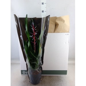 Aechmea  'Blue Rain'