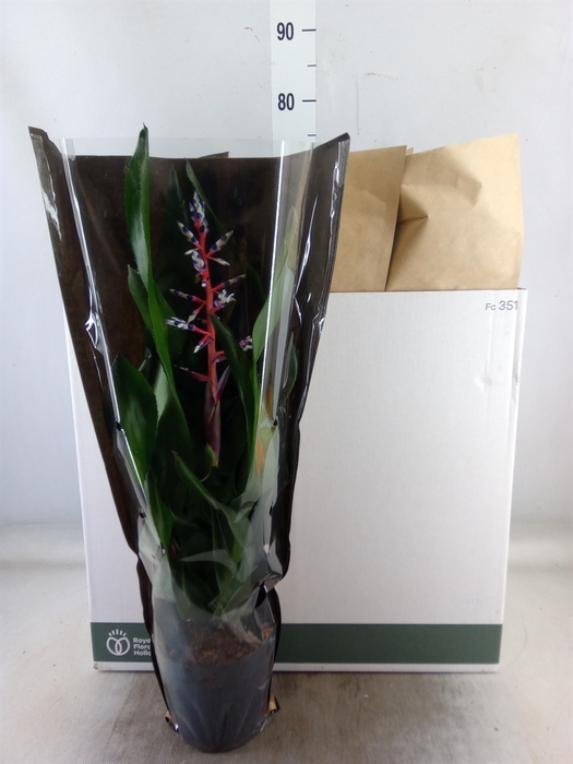 <h4>Aechmea  'Blue Rain'</h4>