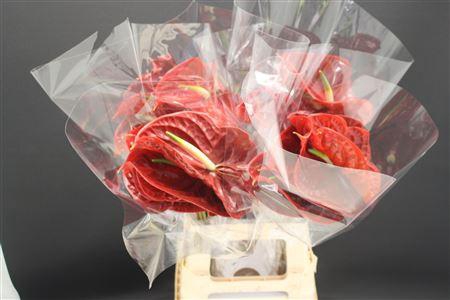 <h4>Anthurium Tropic Night</h4>