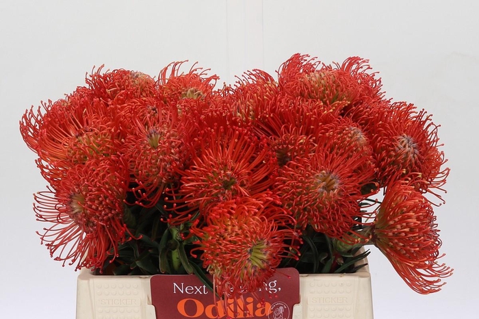 <h4>Nutans Succession</h4>