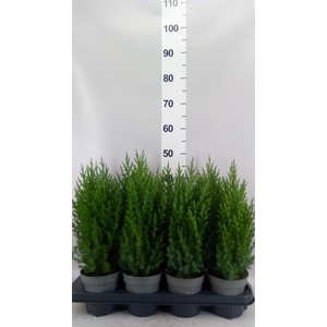 Juniperus chinensis 'Stricta'