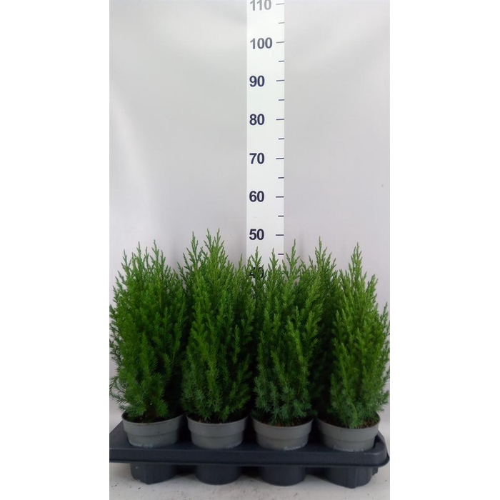 <h4>Juniperus chinensis 'Stricta'</h4>