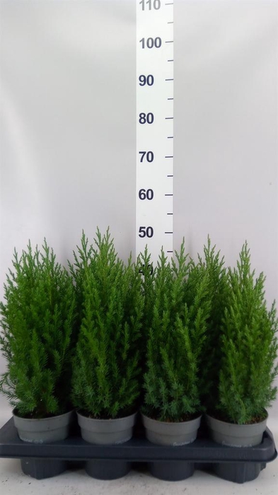 Juniperus chinensis 'Stricta'