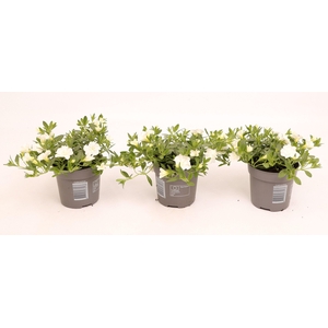 Calibrachoa Double Cabaret White