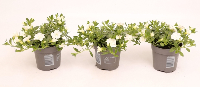 <h4>Calibrachoa Double Cabaret White</h4>