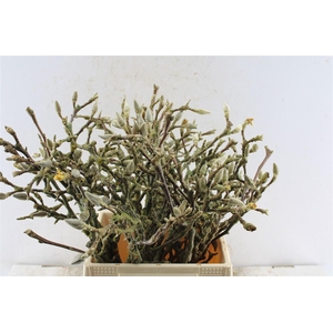 Magnolia Grandiflora