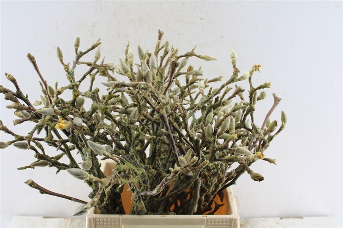 <h4>Magnolia Grandiflora</h4>