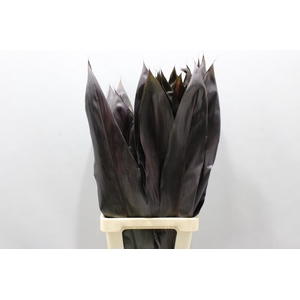 Cordyline Black Xl