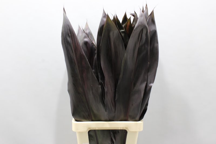 Cordyline Black Xl