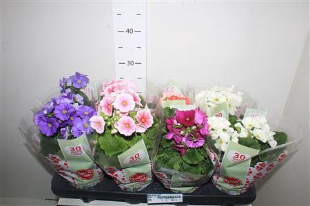 <h4>Prim Ob Tm Gem</h4>