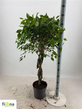 <h4>Fic Ben Exotica Twister</h4>