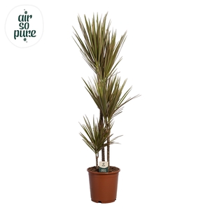 Dracaena Bicolor p24 60+30+10 (Air so Pure)